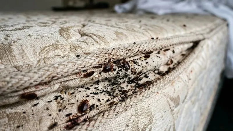 Restos y manchas de chinches en la costura de un colchón de hotel