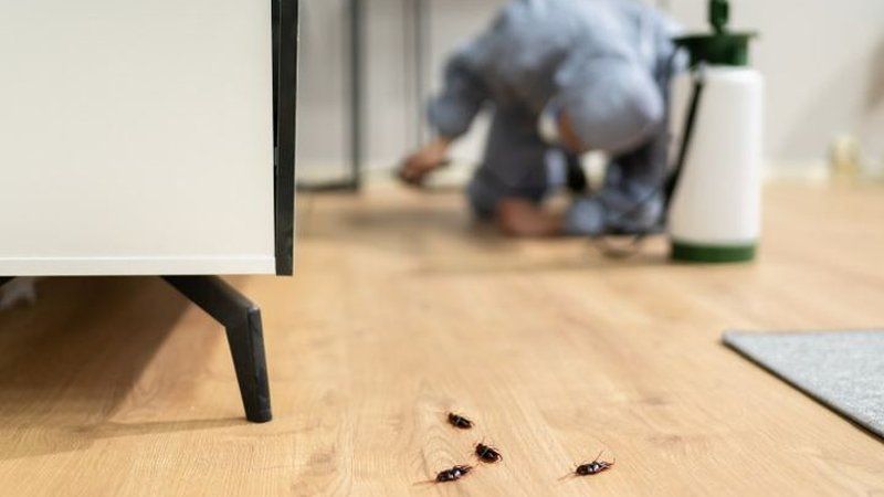 Revisión técnica de cucarachas en suelo y rodapiés de cocina