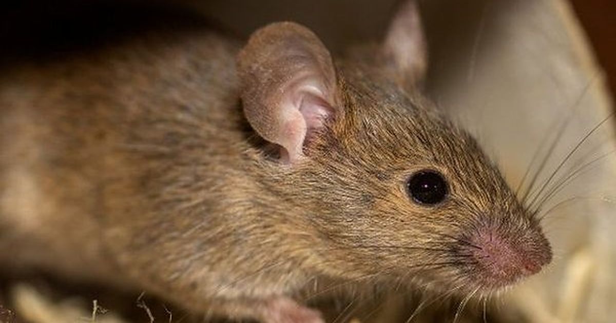 Roedor entre restos de paja, una de las señales de su presencia en casa