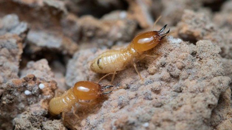 Daños internos causados por termitas subterráneas en vigas y marcos de madera