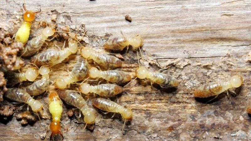 Monitorización de termitas obreras activas atacando madera