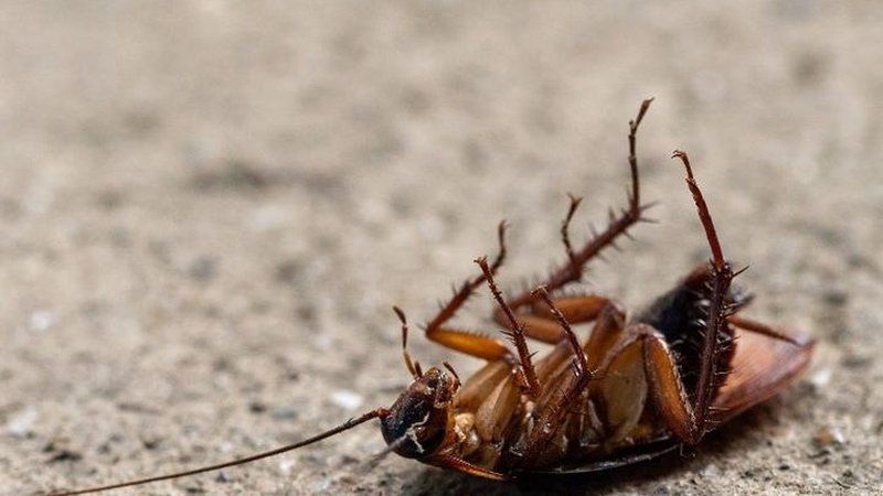 Ejemplar adulto de cucaracha americana en pavimento exterior