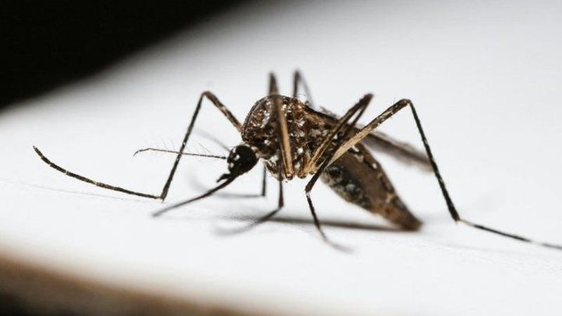 Mosquito tigre Aedes albopictus adulto con su característico patrón rayado