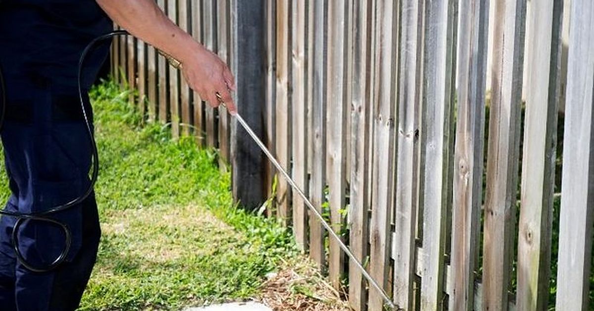 Tratamiento de la vegetación de un jardín contra el mosquito tigre