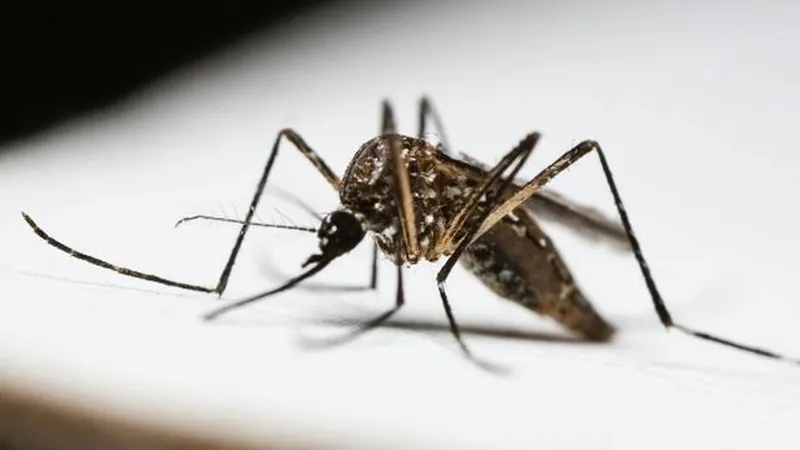 Mosquito de patas rayadas posado sobre una superficie blanca