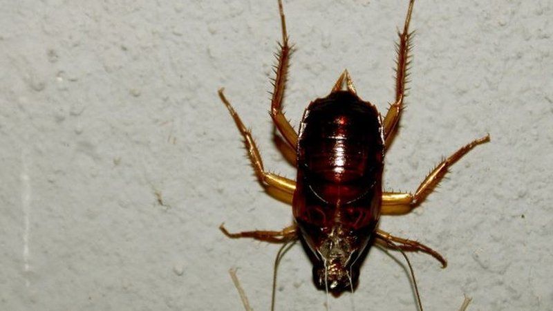 Cucaracha adulta refugiada en zona húmeda durante los meses de calor