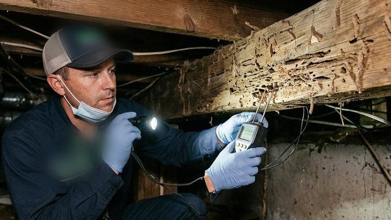 Técnico revisando con linterna una viga de madera con orificios de carcoma