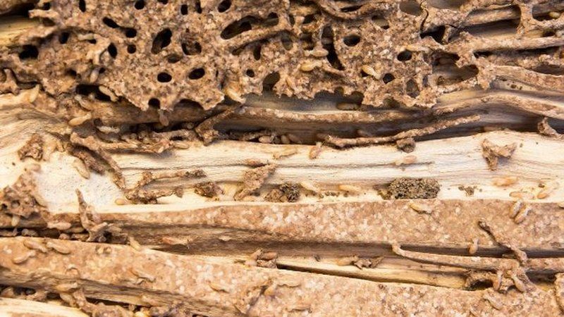 Galerías y serrín fino característico del ataque de carcoma en viga de madera