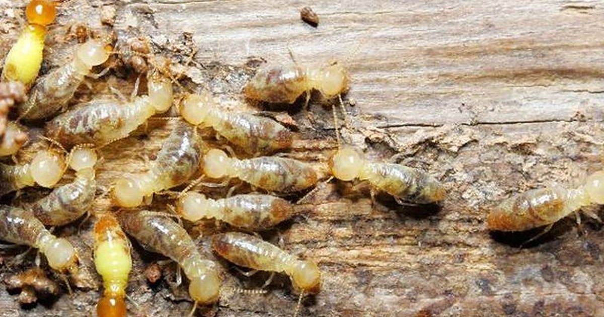 Termitas obreras sobre madera atacada