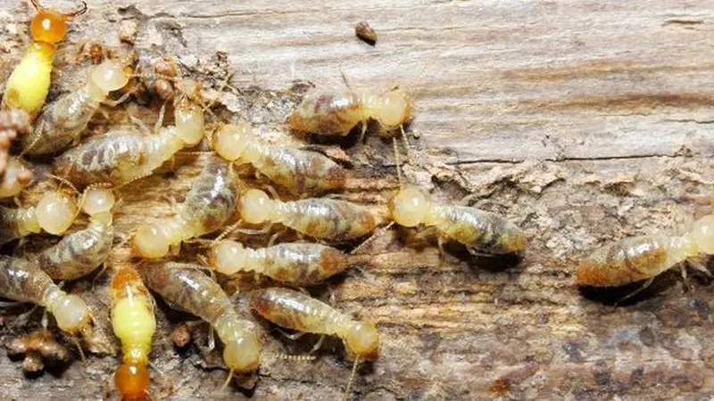 Termitas obreras sobre madera atacada