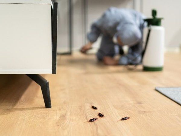 Ninfas de cucaracha alemana (Blattella germanica) en el suelo de una cocina