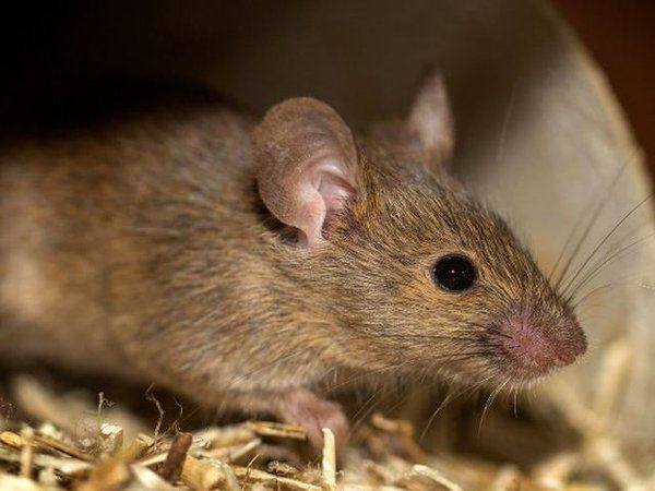 Ratón doméstico (Mus musculus) entre restos de paja, habitual en viviendas y trasteros