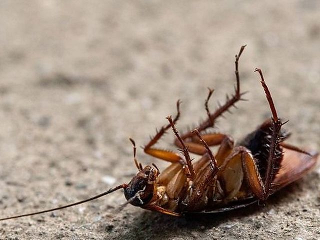Cucaracha americana, la especie que sube desde arquetas y bajantes a los portales