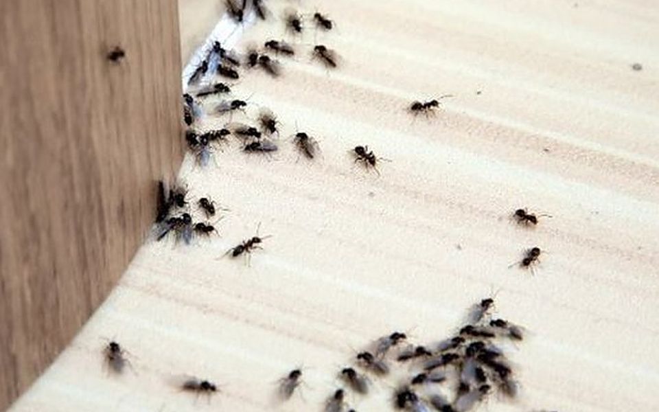 Hormigas siguiendo su rastro de feromonas sobre una superficie de madera