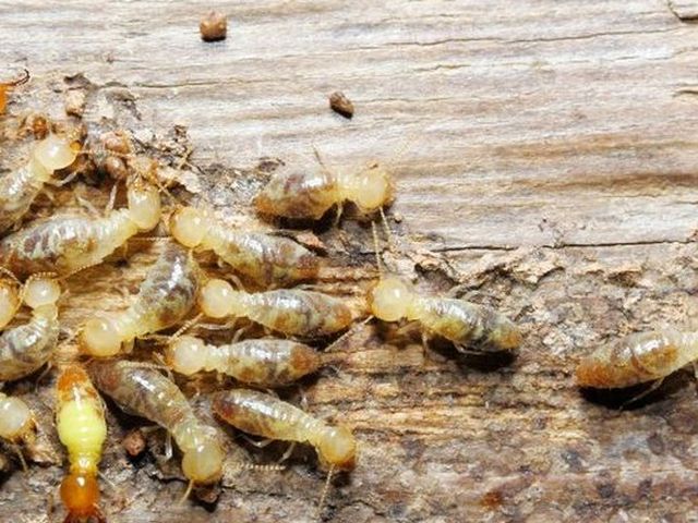 Termitas obreras sobre madera, uno de los xilófagos que diagnosticamos
