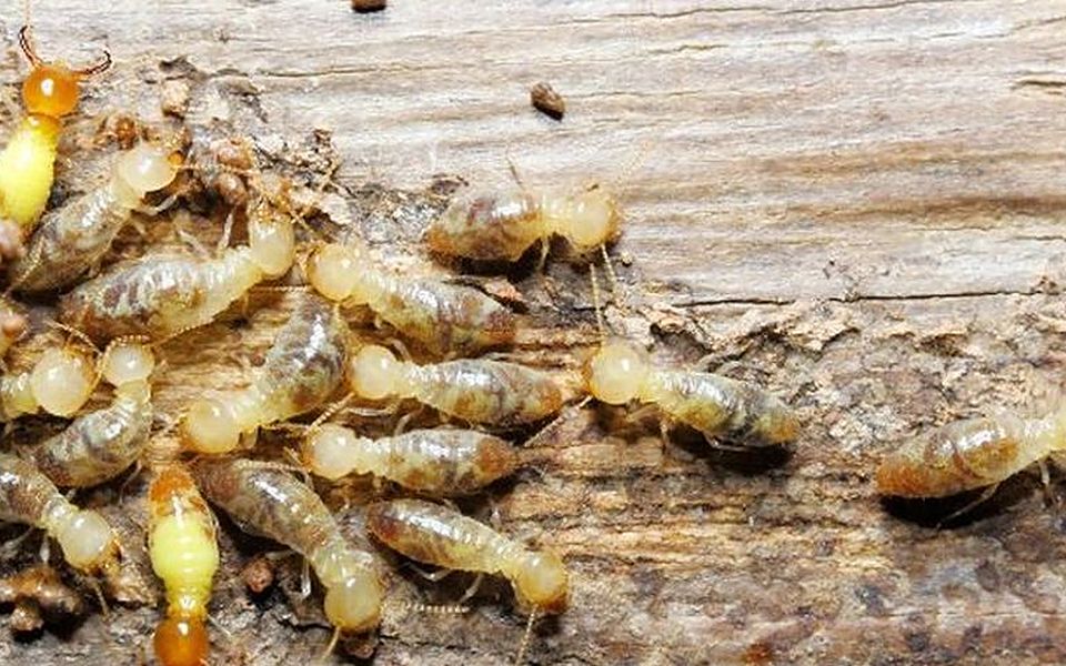 Colonia de termitas subterráneas obreras sobre madera