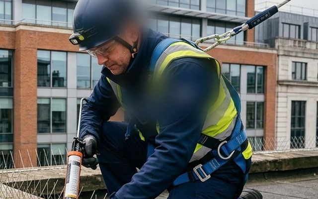 Técnico con arnés instalando pinchos antipalomas en una cornisa
