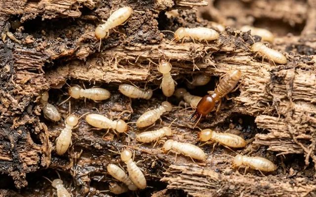 Madera destruida por termitas subterráneas