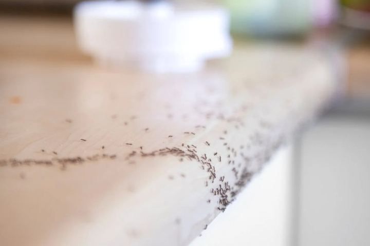 Hilera de hormigas en la encimera de una cocina durante una infestación en Córdoba