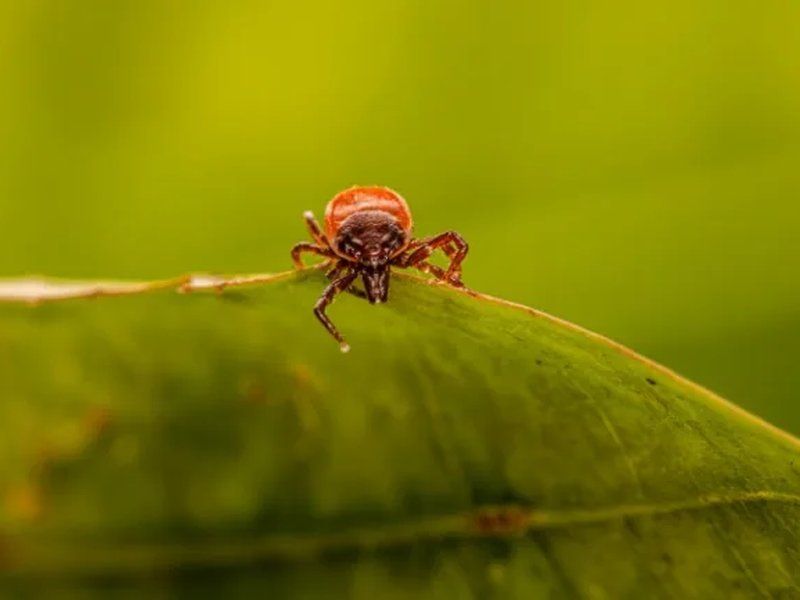 Garrapata sobre una hoja en una zona ajardinada de Córdoba